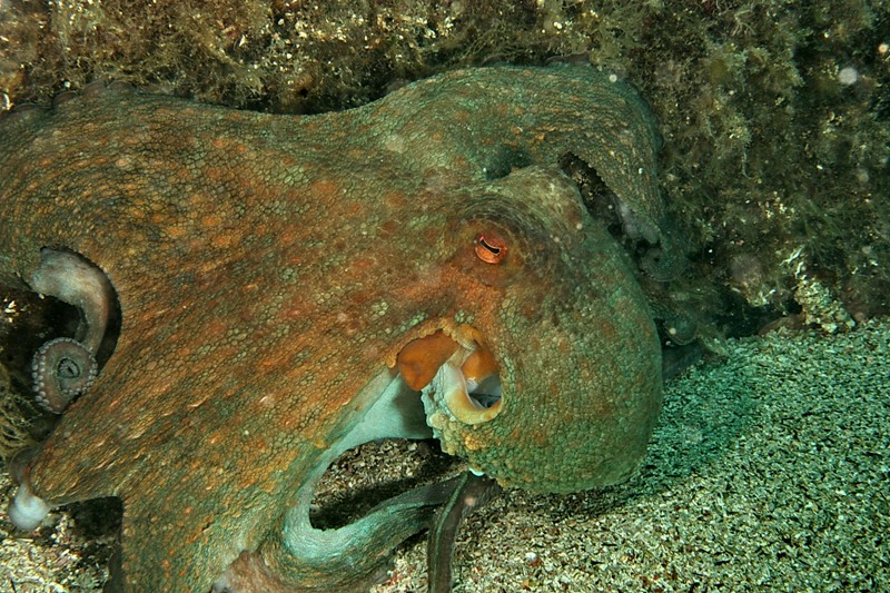 Octopus vulgaris (Cuvier ,1797)